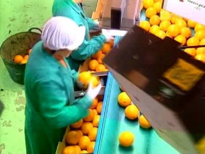 SELECCION NARANJAS ALIMENTACION COMIDA